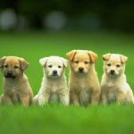 Puppies and Kitties to Get Birth Control or Cancer Treatment?