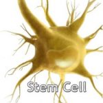 Study Reveals Critical Similarity Between 2 Types of Do-it-all Stem Cells