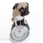 Is Your Dogs Health Related to Your Health
