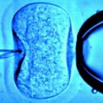 Scientists Grow Sperm In Lab Using Skin Cells
