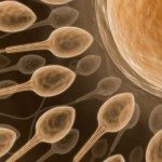 Male Fertility and Fertility Treatment – Sperm Fertility In Men