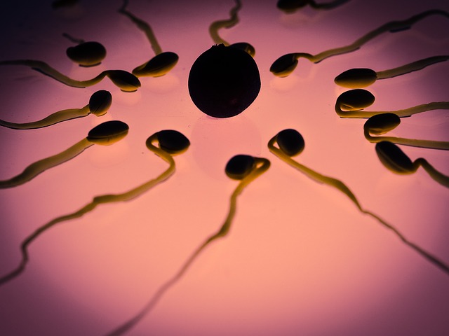 Male Fertility and Fertility Treatment - Sperm Fertility In Men