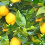 Help Your Health with Warm Lemon or Lime Water