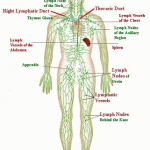 The Lymphatic System and Cancer